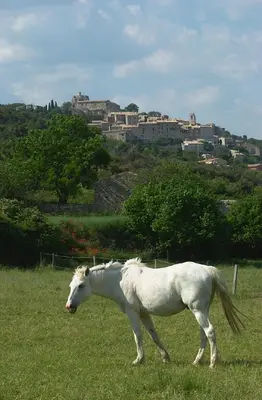a white horse standing in a field of grass at La Fontaine in Simiane-la-Rotonde