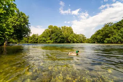 a duck swimming in the water on a lake at Stone house in Isle-sur-la-Sorgue in LʼIsle-sur-la-Sorgue