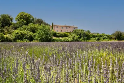 a field of lavender with a house in the background at Chez Manon in Apt
