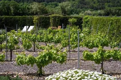 a row of green plants in a garden at Mas des Cèdres in Ménerbes