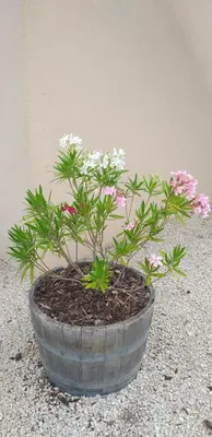 a pot with flowers in it sitting on the ground at Un petit coin de paradis in Modène