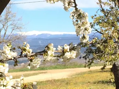 a branch of a tree with white flowers on it at Gardiole in Bonnieux