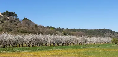 a row of white trees in a field at L'Ensoleillée in Ménerbes