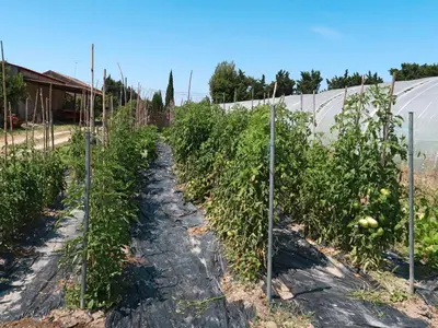 a row of tomato plants in a field at Holiday Home Mas de la Gourmette by Interhome in Châteaurenard