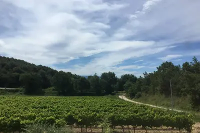 a vineyard with a road in the middle of a field at Cabanon de charme en plein coeur des vignes in Pertuis