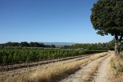 a dirt road in a field with a tree at Logis au milieu des pins in Le Puy-Sainte-Réparade