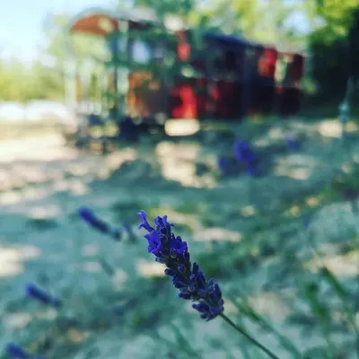 a close up of a purple flower in a field at La Carriole dans le jardin in Ménerbes