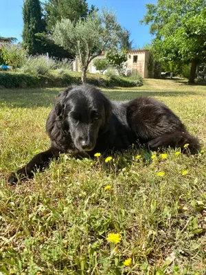 a black dog laying in a field of grass at « CARPE DIEM » in Aix-en-Provence