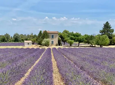 a field of lavender with a house in the background at « CARPE DIEM » in Aix-en-Provence