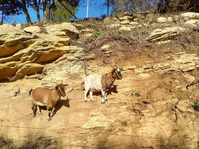 two goats walking on a dirt hill with trees at Gîte du domaine de l'Arbre de Vie in Saint-Chamas