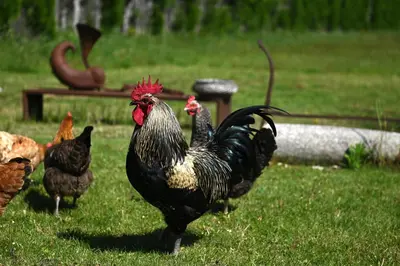 a group of chickens standing in the grass at Le Galinié Chic'Art. Un bel Atelier avec Piscine in Carpentras