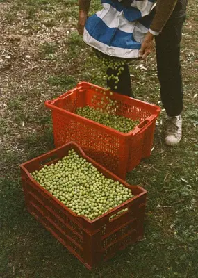 two baskets filled with green olives on the grass at Les Milles Roches in Gordes
