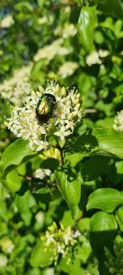 a beetle sitting on top of a white flower at Hébergements insolites - Détente en Luberon in Viens