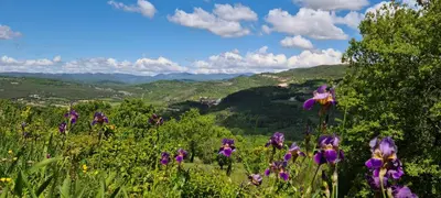 a field of purple flowers with mountains in the background at Hébergements insolites - Détente en Luberon in Viens