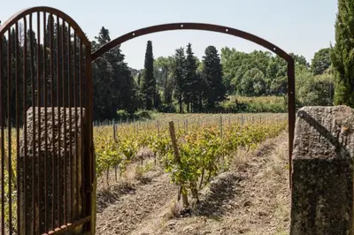 an open gate in a vineyard with a bunch of vines at Château des Cinq Cantons in Carpentras