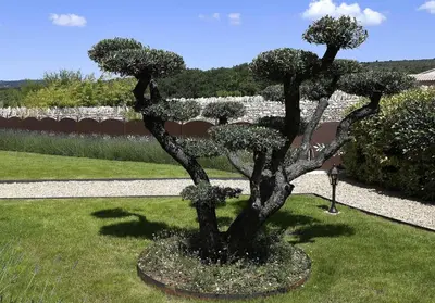 a statue of a bonsai tree in a garden at Gite des Demoiselles in Roussillon