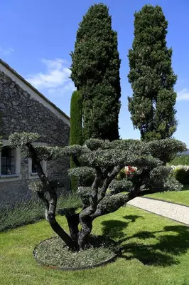 a bonsai tree in a garden in front of a building at Gite des Demoiselles in Roussillon