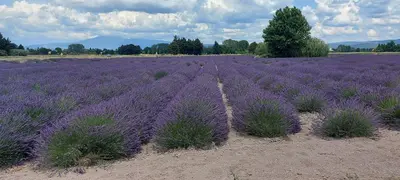 a field of purple lavender plants in a field at Beau studio Monteux, balcon vue Lac, près de Spirou Provence in Monteux