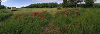 a field of red flowers in a field with a bench at La ferme des Escampades in Monteux