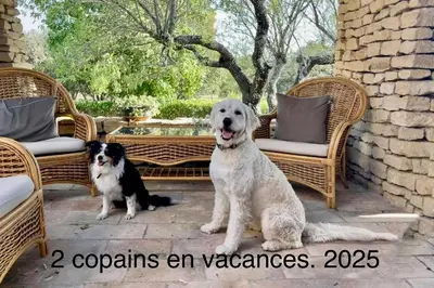 two dogs sitting on a patio with wicker chairs at VILLA PROVENCALE FACE AU LUBERON in Cabrières-dʼAvignon