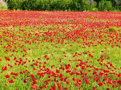 a field of red flowers in a field at le vieux pont in Carpentras