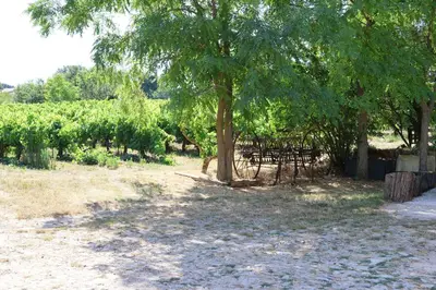 a bench under a tree next to a vineyard at Les BRUNS in Saignon