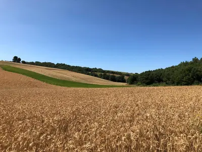 a large field of wheat with trees in the background at Chambre hôtes Les Garrigues CUCURON in Cucuron