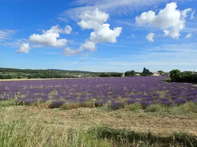 a large field of purple flowers in a field at Gîte de l'ASPA in Saint-Christol