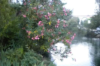 a bush with pink flowers next to a river at Appartement à FONTAINE DE VAUCLUSE in Fontaine-de-Vaucluse