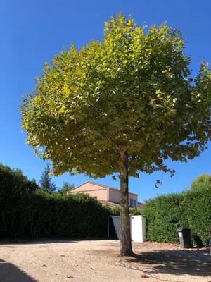 a tree in the middle of a driveway at Villa avec vue campagne in Carpentras