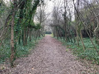 a dirt road in the middle of a forest at Clos du Cardinal in LʼIsle-sur-la-Sorgue