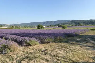 a field of lavender with mountains in the background at CABANE perchée dans les arbres in Robion en Luberon