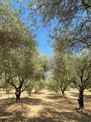 a row of olive trees in a field at Château Saint-Pierre de Mejans in Puyvert