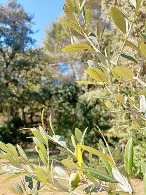 a tree with green leaves and trees in the background at Bastide Cedrea in Peyrolles-en-Provence