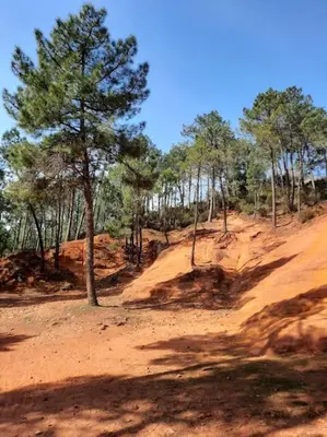 a tree on top of a dirt hill with trees at Gîte des Bartavelles in Saint-Didier