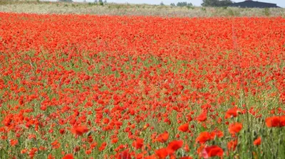 a field of red poppies in a field at Chambres tomate, dans maison avec petit escalier à 6km du festival de piano de la roque d'anthéron in Rognes