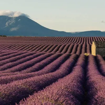 a field of purple flowers with a mountain in the background at La Maison d’Helene & Antoine à Bonnieux XII siècle in Bonnieux
