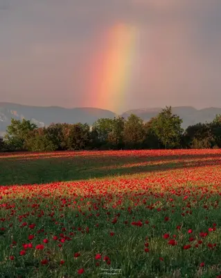 a rainbow in a poppy field with a field of flowers at Chalet banane devant piscine, a 6km du festival de piano de la roque d'anthéron in Rognes