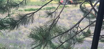 a view of a pine tree with a field in the background at Aurel inattendu in Aurel