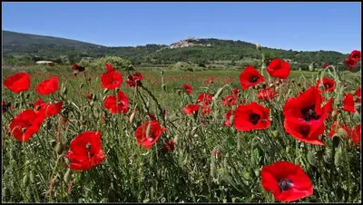a field of red poppies in a field at Le Lavoir in Lacoste