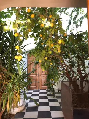 an orange tree in front of a wooden door at BASTIDE DU DEFENDS in Pertuis