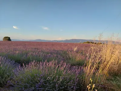 a field of purple flowers in a field at Maison jaune in Villemus