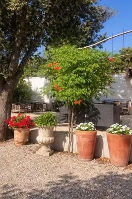 a group of potted plants sitting next to a tree at Property with panoramic views in Cabrières-dʼAvignon