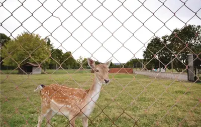 a deer standing in a field behind a fence at 3 Bedroom Amazing Home In Lagnes in Lagnes