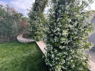 a hedge with white flowers in a yard at Villa Provençale avec Piscine Chauffée in Saint-Andiol