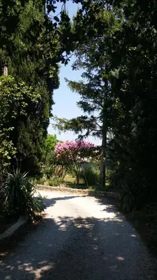 a road with trees and pink flowers on it at Rendez-vous au soleil de Provence - gite 4 personnes 80m2 - coin jardin - climatisation in Cheval-Blanc