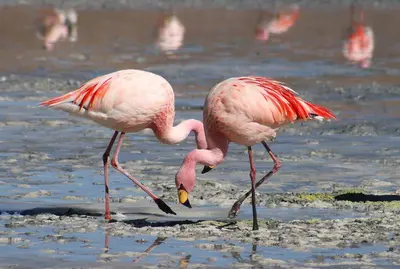 two pink flamingos standing in the water at Le Clos Martin in Eyragues