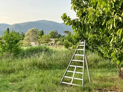 a ladder in the grass next to a tree at Cabanon bucolique face au Luberon in Lourmarin