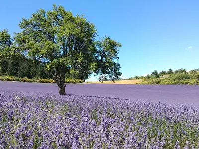 a field of purple flowers with a tree in the middle at Maison LINA in Sault-de-Vaucluse
