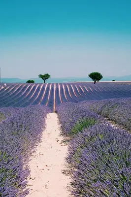 a field of purple lavender with a dirt road at Chambre raisin 2p, pour 2 nuits max, a 6km du festival de piano de la roque d'anthéron à 100m de la piscine in Rognes